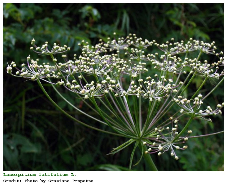 Laserpitium latifolium L.